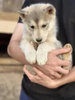 Grey Husky, a  Siberian Husky for sale in Springfield, MO – Photo 2 of 4