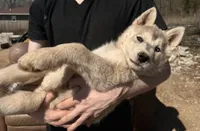 Grey Husky, a female Siberian Husky for sale in Springfield, MO – Photo 2 of 4