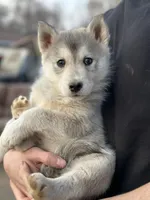 Grey Husky, a  Siberian Husky for sale in Springfield, MO – Photo 4 of 4