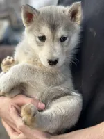 Grey Husky, a  Siberian Husky for sale in Springfield, MO – Photo 3 of 4