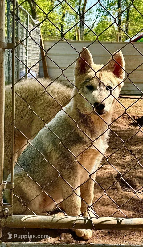 Grey Husky – Siberian Husky puppy for sale in Springfield, MO