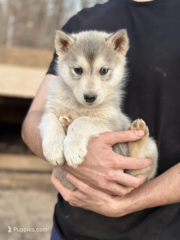 Grey Husky, a  Siberian Husky for sale in Springfield, MO – Photo 1 of 4