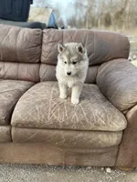 Grey Husky, a  Siberian Husky for sale in Springfield, MO – Photo 5 of 5