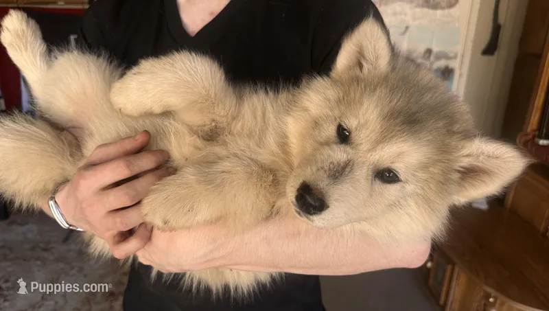 Grey Husky – Siberian Husky puppy for sale in Springfield, MO