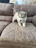 Grey Husky, a  Siberian Husky for sale in Springfield, MO – Photo 2 of 5