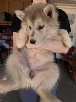 Grey Husky, a female Siberian Husky for sale in Springfield, MO – Photo 5 of 6