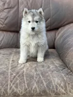 Grey Husky, a  Siberian Husky for sale in Springfield, MO – Photo 4 of 5