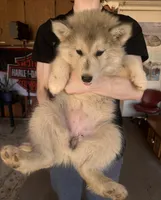 Grey Husky, a female Siberian Husky for sale in Springfield, MO – Photo 4 of 6