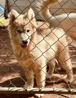 Grey Husky, a female Siberian Husky for sale in Miami, FL – Photo 2 of 9