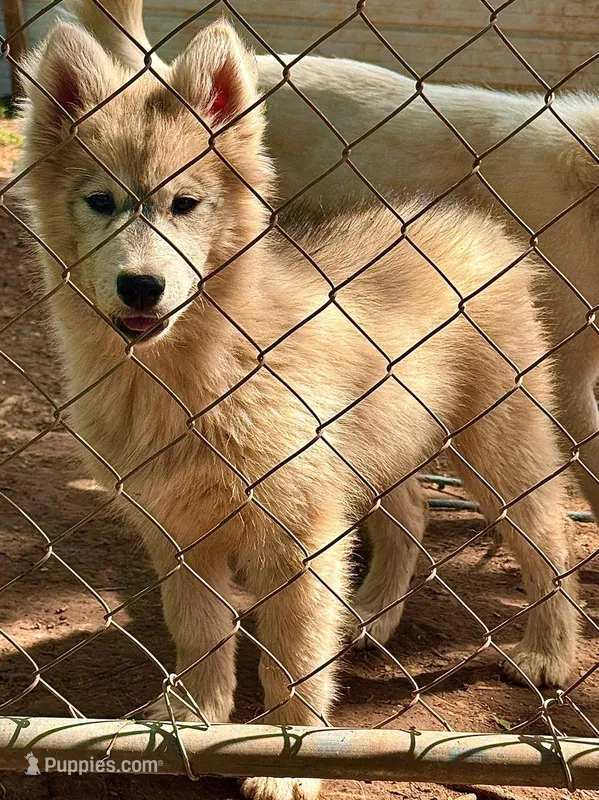Grey Husky – Siberian Husky puppy for sale in Springfield, MO
