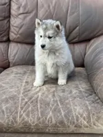 Grey Husky, a  Siberian Husky for sale in Springfield, MO – Photo 3 of 5