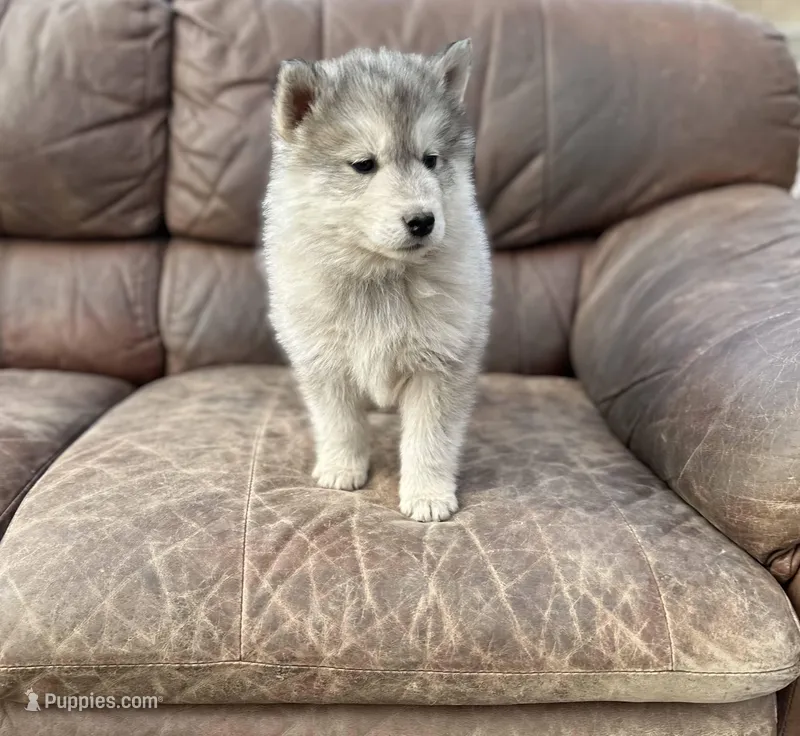 Grey Husky, a  Siberian Husky for sale in Springfield, MO – Photo 1 of 5