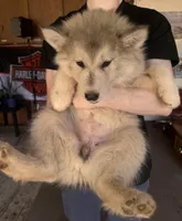 Grey Husky, a female Siberian Husky for sale in Springfield, MO – Photo 3 of 6