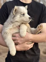 Grey Husky, a  Siberian Husky for sale in Springfield, MO – Photo 3 of 3