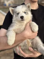 Grey Husky, a  Siberian Husky for sale in Springfield, MO – Photo 2 of 3