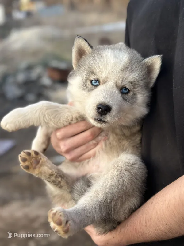 Grey Husky, a  Siberian Husky for sale in Springfield, MO – Photo 1 of 3