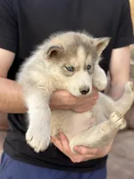 Grey Husky, a  Siberian Husky for sale in Springfield, MO – Photo 3 of 3
