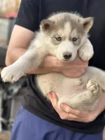 Grey Husky, a  Siberian Husky for sale in Springfield, MO – Photo 1 of 3