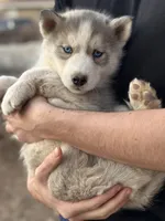 Grey Husky, a  Siberian Husky for sale in Springfield, MO – Photo 2 of 3