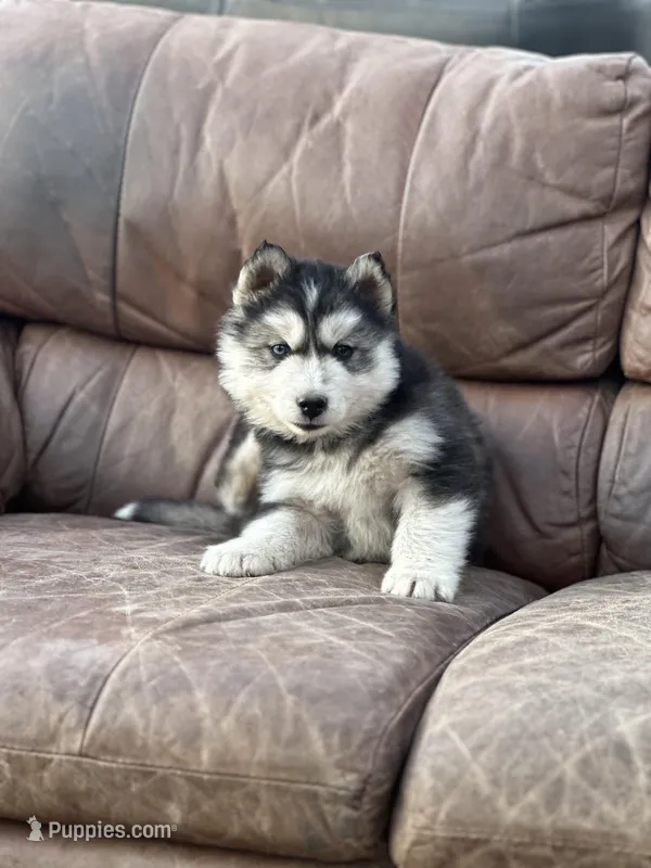 Black Husky, a  Siberian Husky for sale in Springfield, MO – Photo 1 of 2