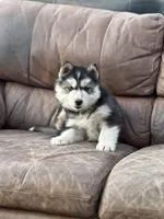 Black Husky, a  Siberian Husky for sale in Springfield, MO – Photo 1 of 2