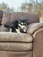 Black Husky, a  Siberian Husky for sale in Springfield, MO – Photo 2 of 2