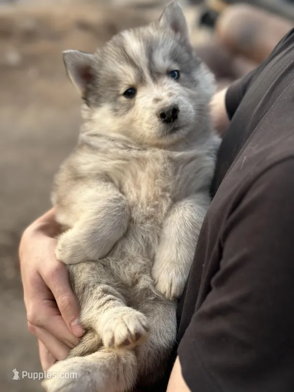 Grey Husky