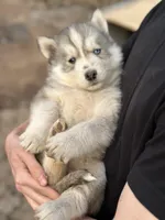 Grey Husky, a  Siberian Husky for sale in Springfield, MO – Photo 2 of 4