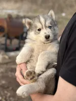 Grey Husky, a  Siberian Husky for sale in Springfield, MO – Photo 4 of 4