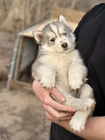 Grey Husky, a  Siberian Husky for sale in Springfield, MO – Photo 3 of 4