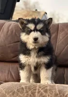 Black Husky, a  Siberian Husky for sale in Springfield, MO – Photo 1 of 3