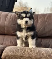 Black Husky, a  Siberian Husky for sale in Springfield, MO – Photo 3 of 3