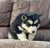 Black Husky, a  Siberian Husky for sale in Springfield, MO – Photo 2 of 3