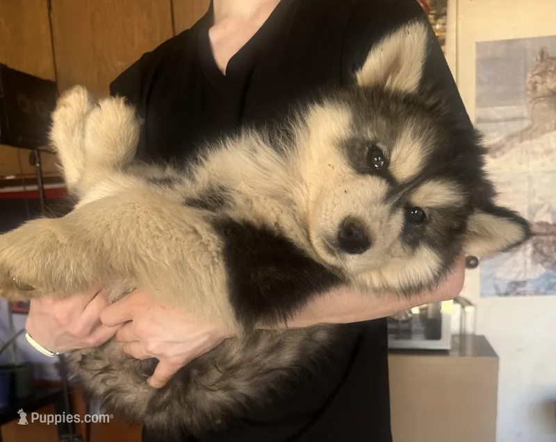 Black Husky – Siberian Husky puppy for sale in Springfield, MO