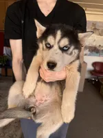 Black Husky, a  Siberian Husky for sale in Springfield, MO – Photo 4 of 6