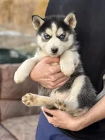 Black Husky, a  Siberian Husky for sale in Springfield, MO – Photo 3 of 3