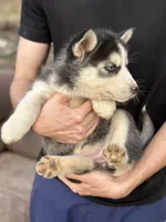 Black Husky, a  Siberian Husky for sale in Springfield, MO – Photo 2 of 3