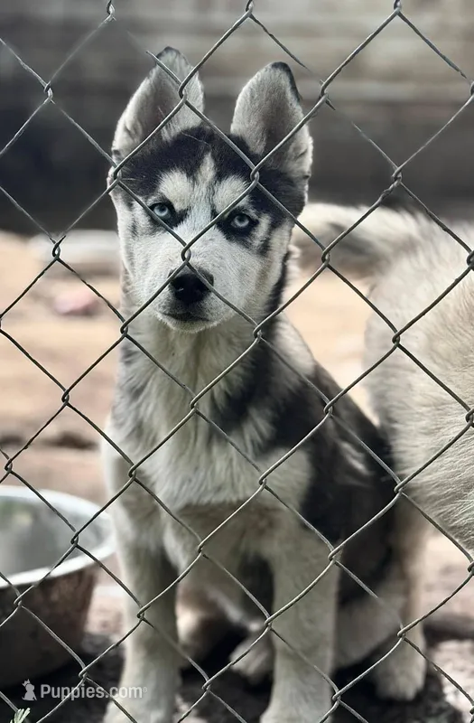 Black Husky – Siberian Husky puppy for sale in Springfield, MO