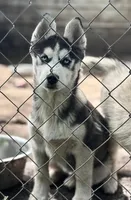 Black Husky, a  Siberian Husky for sale in Miami, FL – Photo 1 of 7