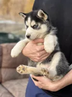 Black Husky, a  Siberian Husky for sale in Springfield, MO – Photo 1 of 3