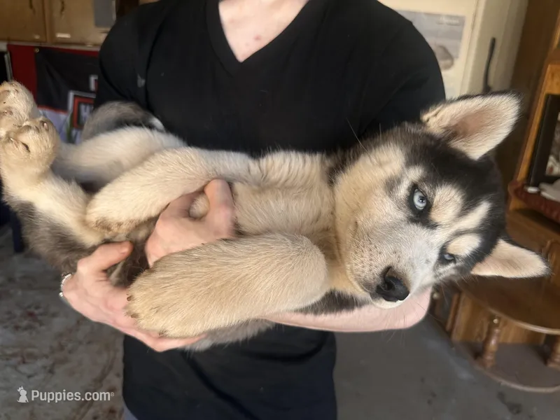 Black Husky – Siberian Husky puppy for sale in Springfield, MO