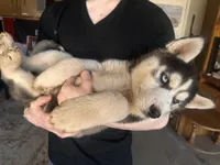 Black Husky, a  Siberian Husky for sale in Springfield, MO – Photo 1 of 6