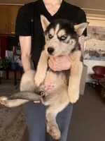 Black Husky, a  Siberian Husky for sale in Springfield, MO – Photo 5 of 6