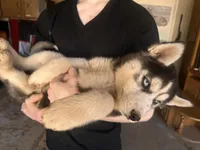 Black Husky, a  Siberian Husky for sale in Springfield, MO – Photo 2 of 6