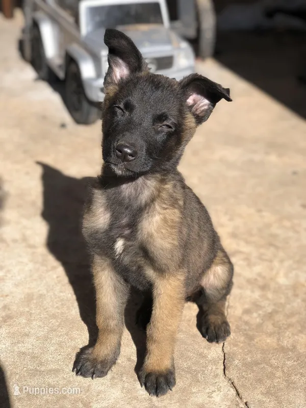 Raven  – Belgian Malinois puppy for sale in San Bernardino, CA