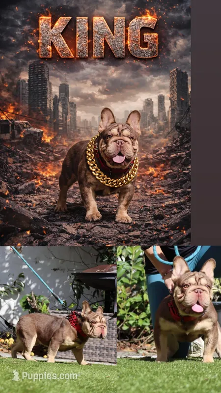 King, a male French Bulldog for sale in San Bernardino, CA – Photo 1 of 1