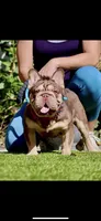 King, a male French Bulldog for sale in San Bernardino, CA – Photo 3 of 3