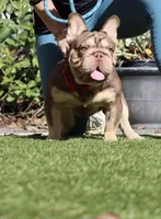 King, a male French Bulldog for sale in San Bernardino, CA – Photo 1 of 3