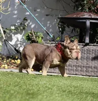 King, a male French Bulldog for sale in San Bernardino, CA – Photo 1 of 2