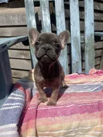 Coco, a female French Bulldog for sale in Buffalo, MO – 2 of 4